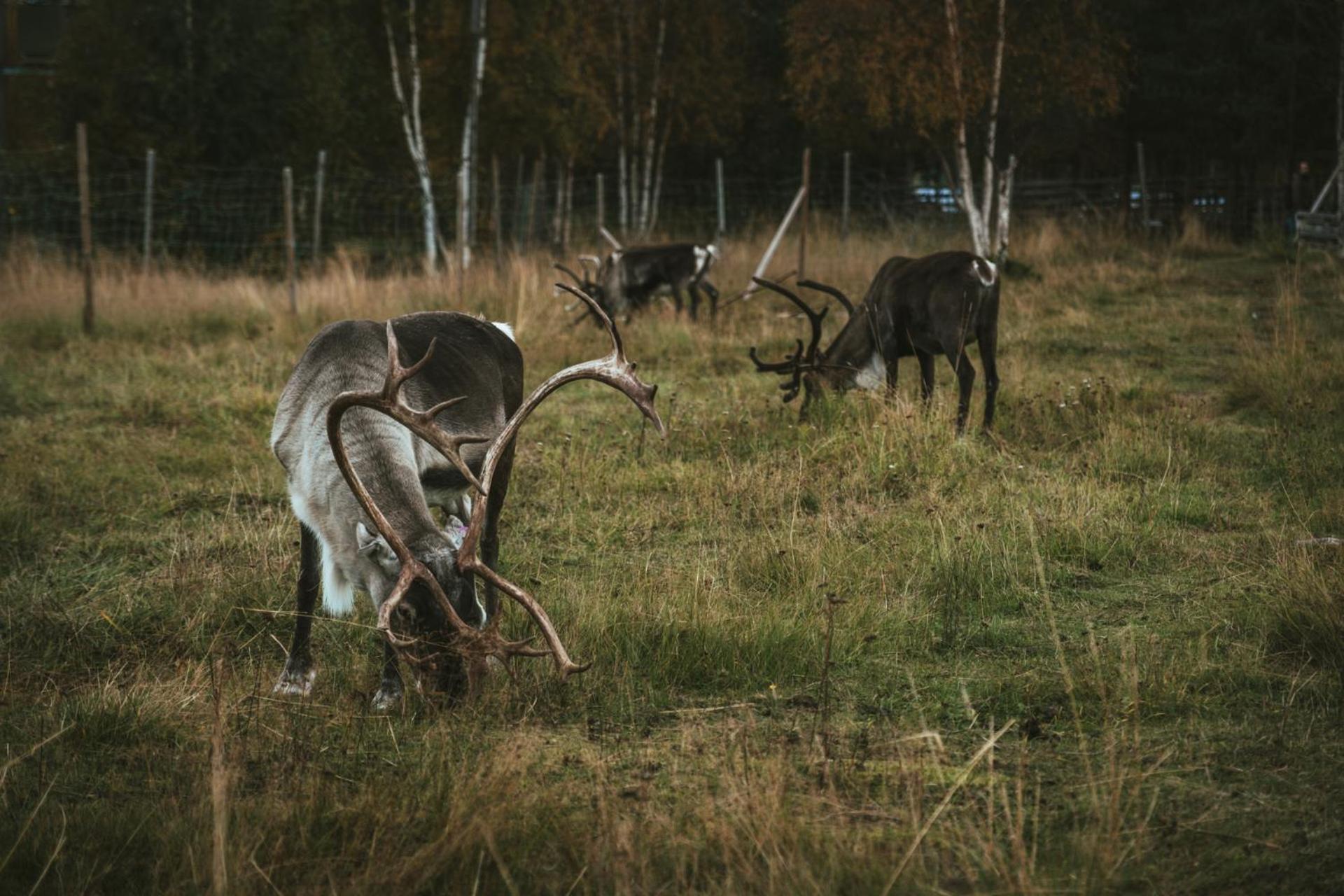Reindeer Lodge Jukkasjärvi Exterior foto